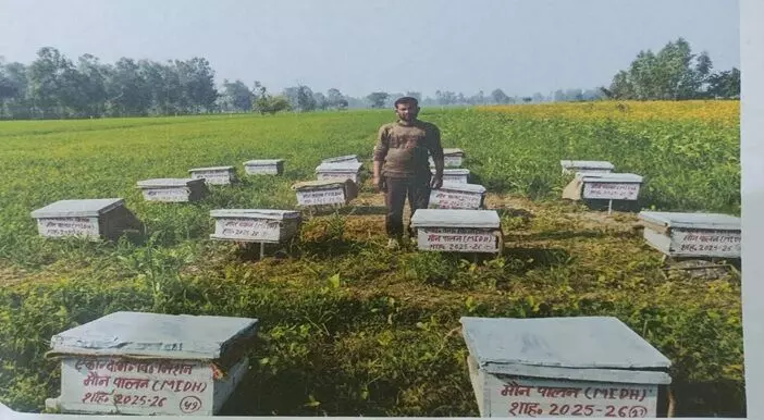 मधुमक्खियों ने बदली किसान वेदराम की तकदीर, पहली बार 1.25 लाख का शुद्ध मुनाफा मधुमक्खियों ने बदली किसान वेदराम की तकदीर, पहली बार 1.25 लाख का शुद्ध मुनाफा