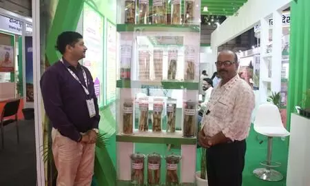 गन्ने की नई उन्नत किस्मों से 100 टन प्रति हेक्टेयर तक उपज की उम्मीद गन्ने की नई उन्नत किस्मों से 100 टन प्रति हेक्टेयर तक उपज की उम्मीद