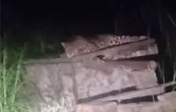 Moradabad : तेंदुआ दिखने से ग्रामीणों में दहशत, पिंजरा लगाने की मांग Moradabad : तेंदुआ दिखने से ग्रामीणों में दहशत, पिंजरा लगाने की मांग