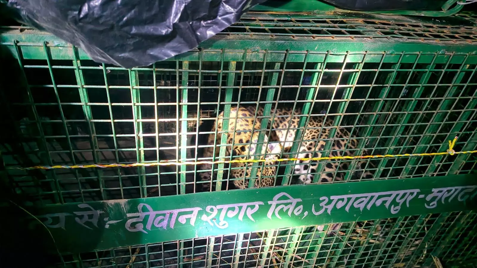 Moradabad : 25वां तेंदुआ कैद, दहशत के बीच ग्रामीणों ने ली राहत की सांस Moradabad : 25वां तेंदुआ कैद, दहशत के बीच ग्रामीणों ने ली राहत की सांस