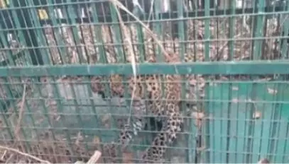 Moradabad : बलिया गांव में पिंजरे में कैद हुआ खूंखार तेंदुआ