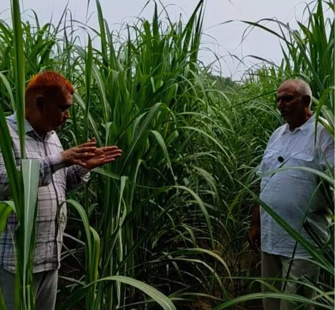 पांच मिनट में बुक हुए दो लाख सिंगल बड, गन्ने की नई किस्म को.शा. 23232 का धमाकेदार आगाज पांच मिनट में बुक हुए दो लाख सिंगल बड, गन्ने की नई किस्म को.शा. 23232 का धमाकेदार आगाज