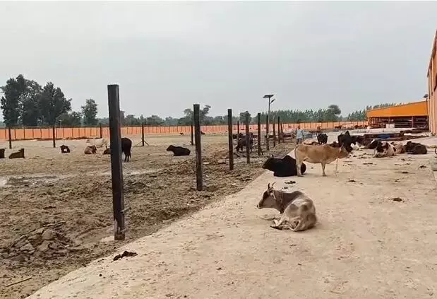 खटीमा की गौशाला में लंपी वायरस की दस्तक, बताया इलाज का तरीका खटीमा की गौशाला में लंपी वायरस की दस्तक, बताया इलाज का तरीका